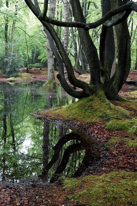 Epping Forest London, Zine Making, Ancient Woodland, Ethereal Forest, Deep In The Forest, Epping Forest, Stone Sphere, Into The Forest, Hunting Lodge