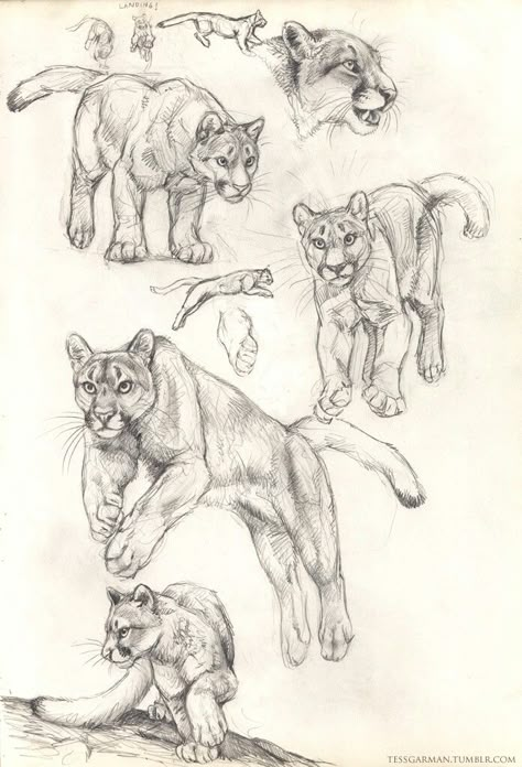 Animal Anatomy Art, Cougar Drawing, Cougar Art, Lion Sketch, Cat Anatomy, Lion Drawing, Animal Drawings Sketches, Drawing Animals, Animal Anatomy