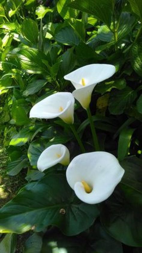 Lily Garden Ideas, Types Of Lillies, Calla Lily Garden, Shady Backyard, White Calla Lily, Bulbous Plants, Raised Garden Bed Plans, Calla Lily Flowers, Lily Garden