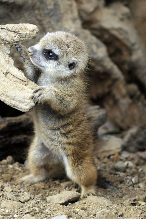 Baby Meerkat, Wild Creatures, African Animals, Cute Animal Pictures, Funny Animal Pictures, Animal Planet, Pics Art, Animal Photo