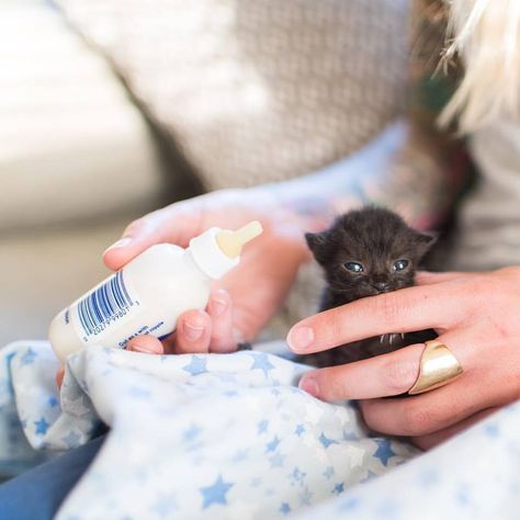 Kitten Lady, Animal Photoshoot, Beautiful Kittens, Newborn Kittens, Tiny Kitten, Foster Kittens, Kitten Lover, Kitten Rescue