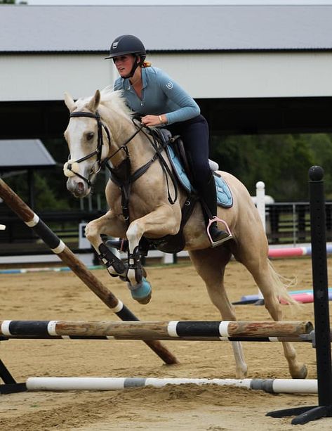 gelding | AUS | 2015 | by Gold Bold N' Rich out of Honky Tonk Angel #thoroughbred #gelding #frameovero #palomino #colouredthoroughbred Palomino Horse Jumping, Palomino Thoroughbred, Overo Horse, Palomino Pony, Autumn Horse, Palomino Horses, Art Models, Palomino Horse, Horse Aesthetic