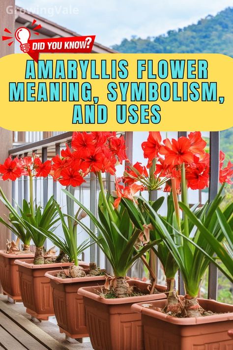 Amaryllis Flower Meaning Amaryllis Flower, The Language Of Flowers, Amaryllis Flowers, Flower Meanings, Different Cultures, Language Of Flowers, The Meaning, Holiday Decorations, Floral Decor