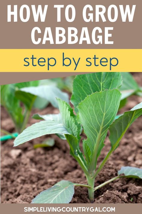 How To Store Cabbage, Grow Cabbage, Growing Cabbage, Cabbage Flowers, Cabbage Plant, Growing Spinach, Growing Sweet Potatoes, Grow A Garden, Growing Peppers