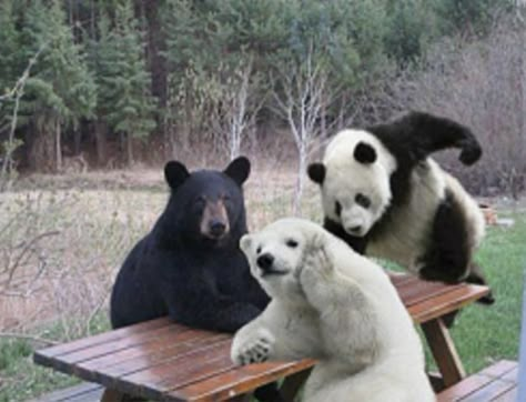 Monte Cristo, Bear Pictures, Pretty Animals, 웃긴 사진, Bare Bears, We Bare Bears, Silly Animals, Animal Photo, Cute Little Animals