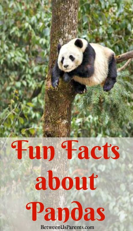 Did you know that a panda mama is about 900 times bigger than her baby? Learn lots of fun facts about pandas here and see a clip from the DisneyNature film #BornInChina Panda Bear Activities, Panda Diorama, Panda Facts For Kids, Panda Birthday Theme, Panda For Kids, Panda Activities, Homeschool Themes, Habitat Project, Panda Habitat