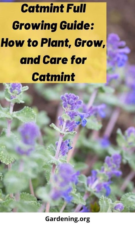 Catmint Plant Landscaping, Catmint Landscaping, Cat Mint Plant, Catmint Plant, Garden Perennials, Mint Plants, Mary Mary, Plant Problems, Garden Yard Ideas