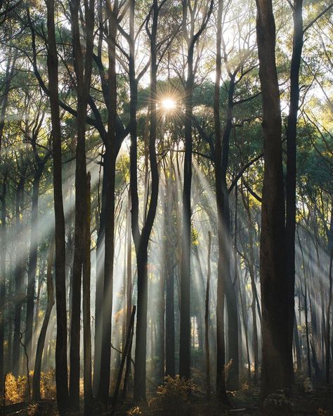 Australian Trees, Australian Plants, Yarra Valley, Beautiful Forest, Gods Creation, Local Art, Tree Tops, Save The Bees, Private Garden