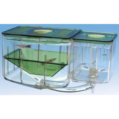 Tank Pets, Swordtail Fish, Aqua Nursery, Aquaponics Fish, Fish Hatchery, Guppy Fish, Aquarium Terrarium, Diy Aquarium, Aquarium Supplies