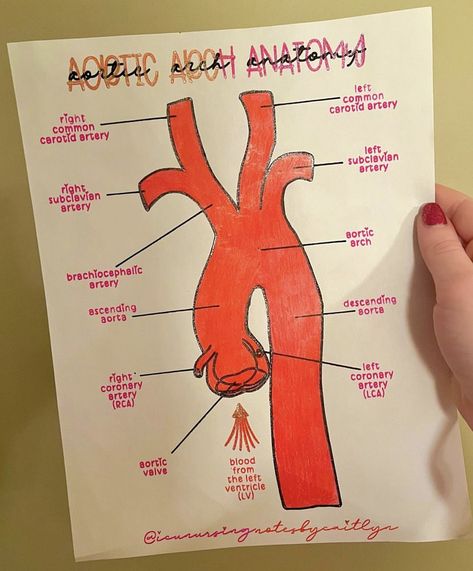 Nursing Cardiovascular, Cardiac Cycle Physiology, Cardiac Pathophysiology, Cardiothoracic Surgery Notes, Cardiac Ultrasound Tech, Bae Ideas, Heart Facts, Cardiac Sonography, Medical Videos