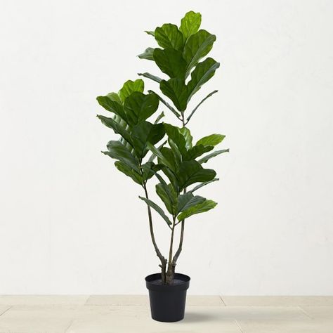 Potted Trees, Heirloom Seeds & Garden Kits | Williams Sonoma Faux Fiddle Leaf Tree, Tangerine Tree, Fiddle Leaf Tree, Spiral Tree, Fig Trees, Indoor Tree, Cone Trees, Boxwood Topiary, Fiddle Leaf Fig Tree