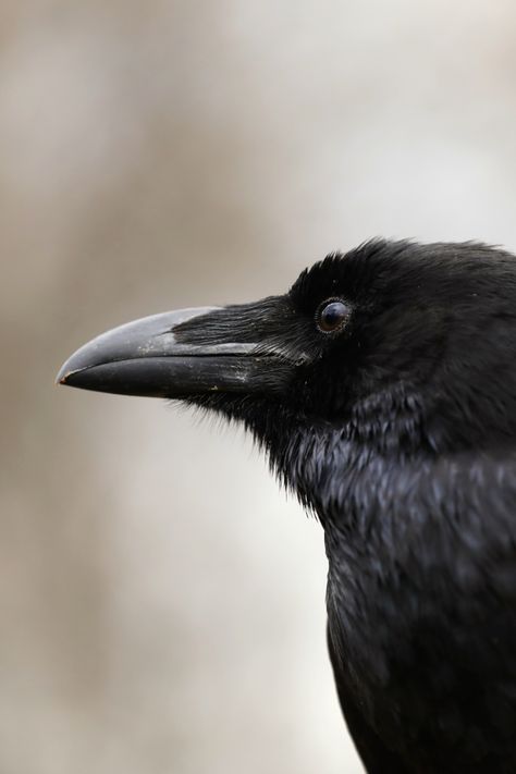 Discover the intriguing world of Ravens and uncover essential tips for observing these intelligent birds. Dive deep into their behavior, habitats, and more! Raven Reference Photo, Raven Facts, Raven Aethestic, Raven Looking Down, Raven Looking At Camera, Raven Aesthetic Bird Dark, Arctic Tundra, Bird Facts, Raven Bird