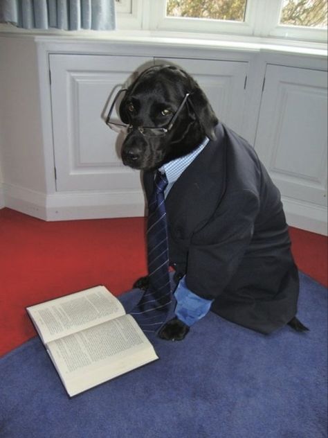 This Black Labrador revisits some Shakespeare to get in the mood. | 37 Dogs Beating You At Valentine's Day Labrador Puppies For Sale, Fox Red Labrador, Labrador Funny, Get In The Mood, Lab Puppy, Pictures Of Dogs, Best Puppies, Labrador Retriever Puppies, Dog Halloween Costumes