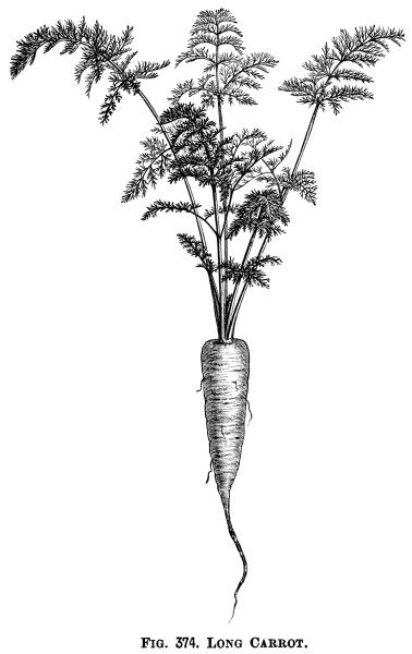 vintage garden clip art, vegetable graphics, black and white clipart, carrot illustration, root vegetable image Fruit Drawing Black And White, Vegetable Tattoo, Carrot Drawing, Fruit Drawing, Vegetable Drawing, Drawing Black And White, Vegetable Illustration, Fruits Drawing, Black And White Illustrations