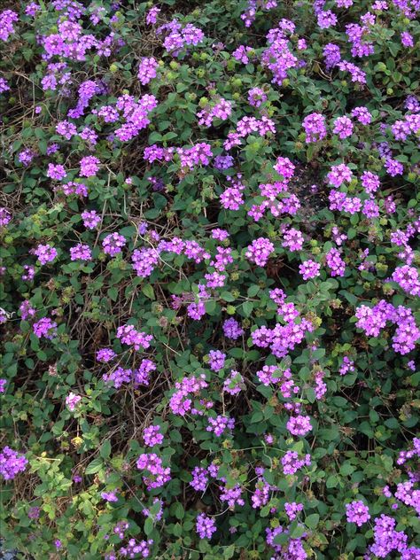 Lantana montevidensis is a species of lantana known by many common names, such as: trailing lantana, weeping lantana, creeping lantana, small lantana, purple lantana or trailing shrubverbena. This lantana is native to South America. Lantana Purple, Common Lantana, Trailing Lantana, Purple Lantana, Lantana Flower, Lavender Plant, Common Names, Ground Cover, Dream Garden