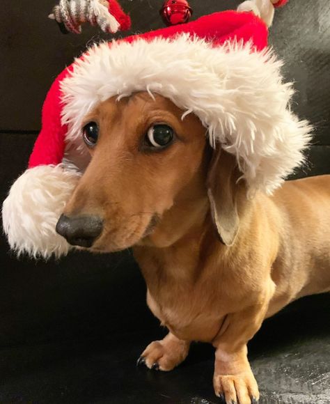 Christmas Daschund, Christmas Weiner Dog, Weiner Dog Christmas, Christmas Dachshund, Weenie Dog, Cute Dogs Images, Dachshund Art, Very Cute Dogs, Dachshund Christmas