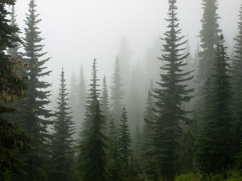 Alpine Trees | by Lomacar Alpine Tree, Norway Landscape, Dark Naturalism, Dark Forest Aesthetic, Forest Aesthetic, Foggy Forest, Misty Forest, Tall Trees, Abstract Canvas Wall Art