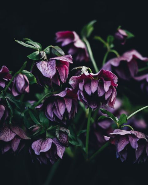 Hellebore-hybrid-double-bloomsformat2500w Eastern Redbud, Lenten Rose, Ranunculus Flowers, Plant Fungus, Winter Rose, Shade Perennials, Flower Names, Carnivorous Plants, Deciduous Trees