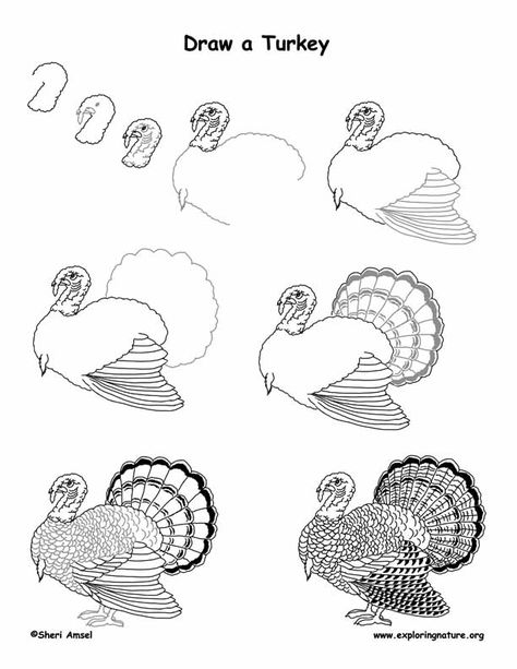 Turkey Drawing Lesson PDF @ http://www.exploringnature.org/graphics/drawing/turkey_drawing.pdf Turkey Drawing Realistic, Drawings Of Turkeys, Drawing A Turkey, Wild Turkey Drawing, Turkey Animal Drawing, Turkey Bird Drawing, How To Draw A Turkey, Turkey Drawing Easy, Drawing Turkey