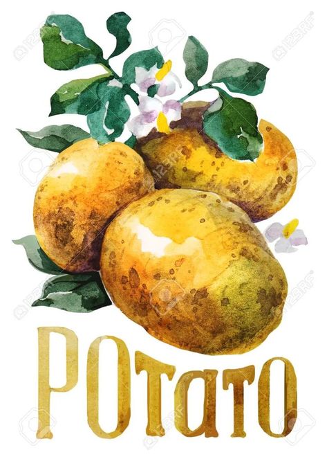 Title Lettering, Watercolor Art Paintings, Drawing Watercolor, Vintage Poster Art, Diy Canvas Art Painting, Food Drawing, Hand Drawing, Fruit And Veg, Art Challenge