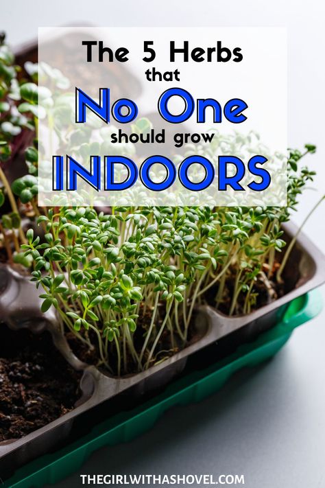 Grow Your Own Herbs Indoors, Pots For Herbs Indoors, Herb Inside Garden, Office Herb Garden, Herbs For Indoors, How To Take Care Of Herbs Indoors, Growing Herbs In Mason Jars, Herbs Plants In Kitchen, Grow Spices Indoors