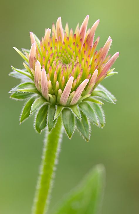 Purple Coneflower Bud The coneflower buds are swelling and are ready to bloom. The spiny flower head gives this plant it's scientific name; "Echinacea" means "sea urchin". Purple Coneflower, Healthcare Design, Colors Purple, Botanical Watercolor, Sea Urchin, Art Nature, Flower Pictures, Flowers And Leaves, Love Flowers