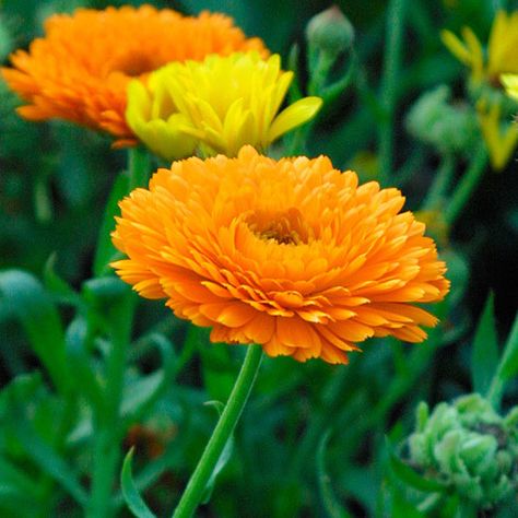 How To Grow Dill, Summer Planting, Pot Marigold, Marsh Marigold, Landscape Gardening, Calendula Officinalis, Medicinal Herb, Plant Guide, Fine Gardening