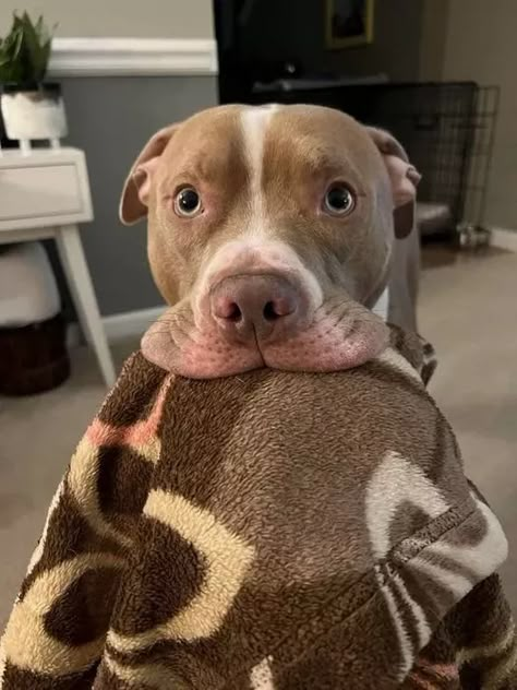 ```
"Cute Cuddles" Fluffy Pitbulls, Cute Dogs Pitbull, Pitbulls Cute, Cute Pit Bulls, Pitbulls Aesthetic, Baby Pitbulls Puppies, Mini Pitbull, Puppy Pitbulls, Staffy Pitbull