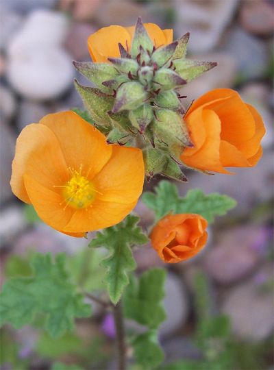 Globe Mallow in bloom - These are like weeds in Las Vegas.  They grow everywhere. Desert Mallow, Globe Mallow, Tucson Style, Desert Gardening, Desert Gardens, Southwest Landscape, Arizona Gardening, Desert Beauty, Mallow Flower