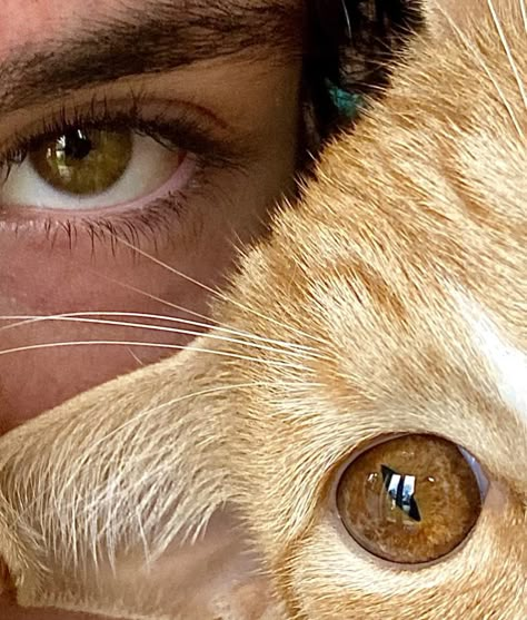 Cats, kittens, cat eyes, brown eyes, eyelashes, cute animaks Cat Brown Eyes, Eyes Photo Ideas, Cat With Brown Eyes, Eyes Selfie, Cat Eyes Aesthetic, Brown Cat Eye, Cats Eyes, Cat With Eyelashes, Feline Eyes