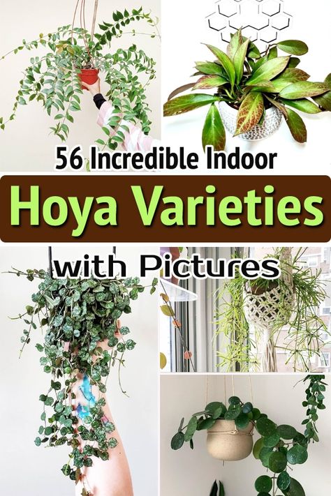 Indoor Plants Name With Pictures, Hoya Identification Chart, Hoya Aesthetic, Diy Hoya Trellis Ideas, Hoya Display Ideas, Hoya Varieties Chart, Hoyas Plant Varieties, Types Of Hoya Plants, Hoya Plant Varieties