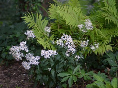 Eurybia Divaricata, Wood Aster, Landscaping Plants, Native Plants, White Wood, Maryland, Nativity, Plants, Wood