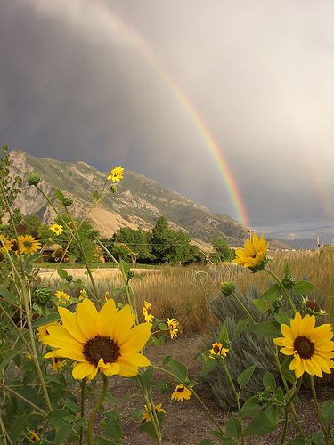 via Jan on Flickr Rainbow Promise, Cer Nocturn, Sunflower Aesthetic, Rainbow Pictures, Rainbow Rain, Rainbow Sky, Rainbow Aesthetic, Beautiful Rainbow, Over The Rainbow