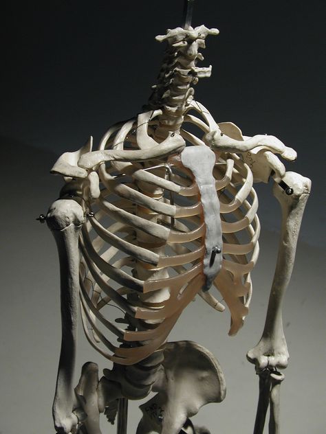 Human rib cage, 3/4 front view Human Rib Cage Photography, Ribs Art Reference, Human Rib Cage Anatomy, Skeleton 3/4 View, Rib Reference, Skull 3/4 View, Rib Cage Reference, Ribcage Reference, Ribs Reference