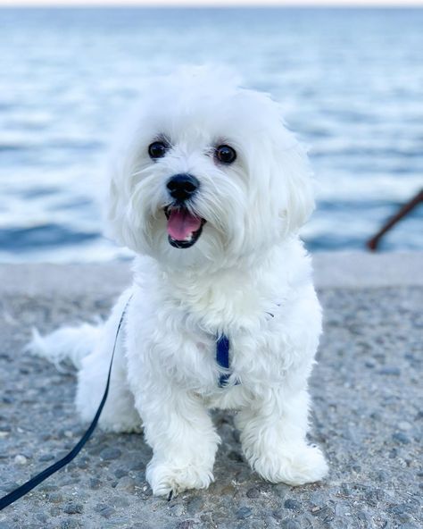 Dalis🐾 on Instagram: “Monday’s smiling face 🐶👅 Have a beautiful week dear friends😘❤️ . . . . . #puppyfun #puppyface #puppytales #whitepuopy #happypuppydalis…” Have A Beautiful Week, Dogs Photos, Beautiful Dogs Photos, Dog Anatomy, Dog Haircuts, Maltipoo Puppy, Really Cute Puppies, Coton De Tulear, Westie Dogs