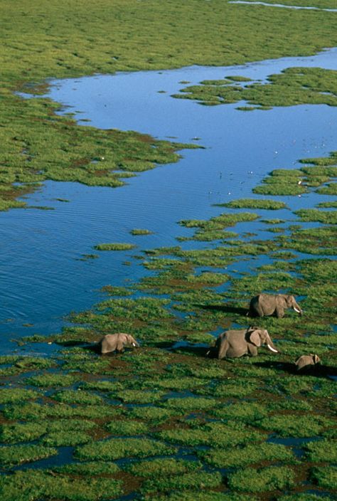 Amboseli National Park, Out Of Africa, Nairobi, Africa Travel, The Grass, Aerial View, Amazing Nature, Beautiful Creatures, Beautiful World