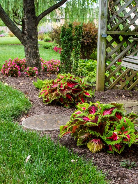 A beautiful new variety of coleus, “King Kong”, makes a great accent plant. The tall holly shrub is “Sky Pencil” holly. Coleus Landscaping, Coleus Garden, Pencil Holly, Garden Border Plants, Sky Pencil Holly, Holly Shrub, Landscaping Around Trees, Shade Garden Design, Container Garden Design