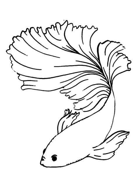 Betta Fish - Lol Coloring Pages Betta Fish Painting Easy, Betta Fish Sketch, Betta Fish Drawing, Fish Line Drawing, Beta Fish Drawing, Fish Tank Drawing, Lol Coloring Pages, Fish Outline, Lol Coloring