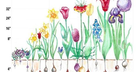 Courtesy: NC State Extension It is planting layers of different bulbs in the same pot, creating a beautiful Spring display with the various ... Bulb Lasagna, Planting Bulbs In Spring, Outside Planters, Spring Display, Pot Lasagna, Bulb Vase, Spring Bulbs, Nc State, Bulb Flowers