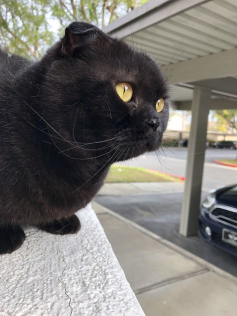 Trouble, my Black Scottish Fold Cat Black Scottish Fold Cat, Black Scottish Fold, Munchkin Cat Scottish Fold, Aesthetic Cat Tattoo, Scottish Fold Cats, Cat Tattoo Design, Cats Tattoo, Scottish Fold Cat, Fold Cat