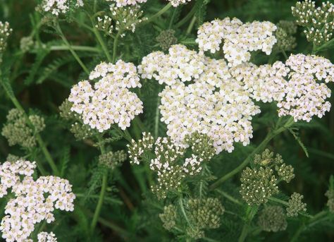 Yarrow Yarrow Plant, Rose Gardening, Achillea Millefolium, Organic Soil, Growing Roses, Ground Cover Plants, Propagating Plants, Perennial Garden, Medicinal Herbs