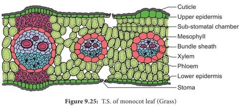 Anatomy and Primary Structure of a Monocot Leaf - Grass Leaf Cross Section Of A Leaf, Monocot Vs Dicot, Leaf Worksheet, Internal Structure Of A Leaf, Leaf Anatomy, Structure Of A Leaf, Plant And Animal Cells Notes, Reproduction In Plants Notes, Leaf Structure Biology