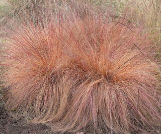 Unique Ornamental Native Grasses: 7 Decorative Natives For Structure And Style Short Ornamental Grasses, Native Grasses, Fun Signs, Sustainable Garden, Water Wise, Ornamental Grasses, Trees And Shrubs, All Flowers, Water Plants