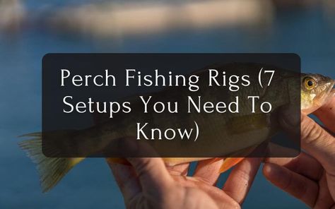 Perch Fishing Rigs (7 Setups You Need To Know) My Fishing Skill Fishing Rigs Freshwater, Fishing Hacks, Perch Fishing, Fishing Ideas, Fishing Stuff, Fishing Rigs, Fishing Tips, Fishing Gear, Fresh Water