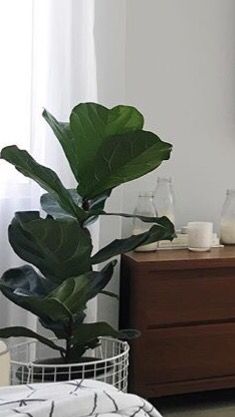 Fidel leaf fig Fig Plant, Fig, Plant Leaves, Plants, Flowers, Quick Saves