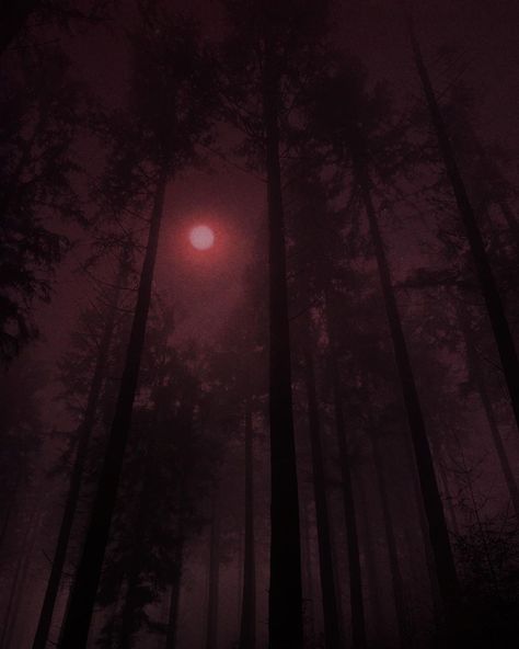 Nona Limmen on Instagram: “Night walks under celestial light.” Nona Limmen, Burgundy Aesthetic, Images Terrifiantes, Gryffindor Aesthetic, Night Walks, Misty Forest, Gothic Aesthetic, 판타지 아트, Night Aesthetic