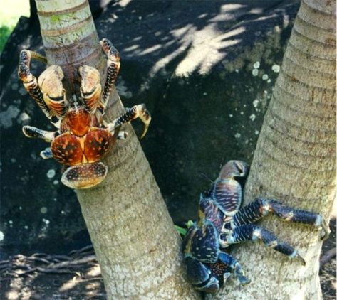 The Giant Coconut Crab and Amelia Earhart's Final Moments Robber Crab, Coconut Crab, Bizarre Animals, Climb Trees, Giant Tree, Hermit Crab, Arthropods, Crustaceans, Weird Creatures