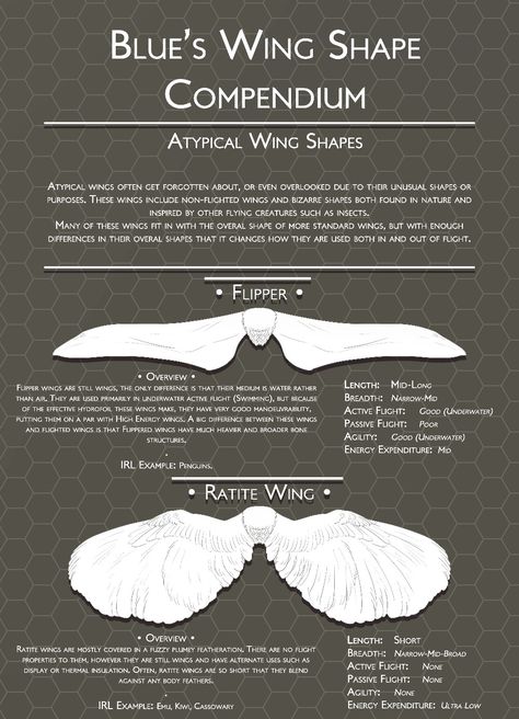 Feather Anatomy, Wing Anatomy, Types Of Wings, Winged People, Wings Drawing, Wings Art, Bird Wings, Wings Design, Creature Concept Art