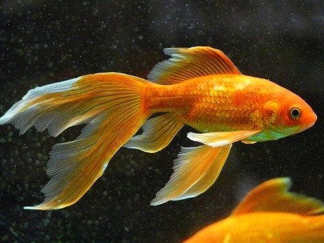 Free Image on Pixabay - Veiltail, Fish, Goldfish, Swim Goldfish Names, Comet Goldfish, Goldfish Food, Goldfish Tank, Pretty Fish, Golden Fish, African Cichlids, Carpe Koi, Fish Drawings