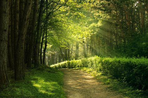 Summer forest. Green summer forest - natural background , #Ad, #Green, #forest, #Summer, #background, #natural #ad Phography Ideas, 숲 사진, Forest Summer, Summer Forest, Dream Images, Forest Background, Natural Background, Forest Photography, Green Forest